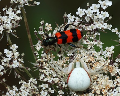 Trichodes apiarius-2