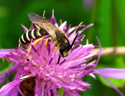 Halictus scabiosae-1