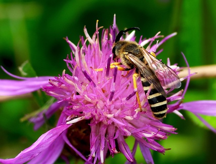 Halictus scabiosae-2