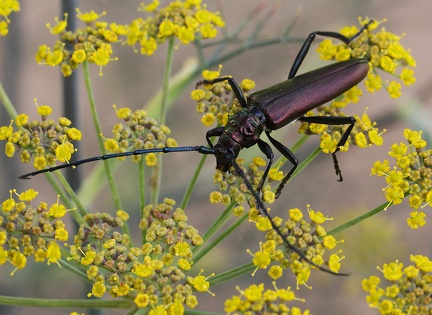 Cerambyx cerdo