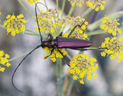 Cerambyx cerdo