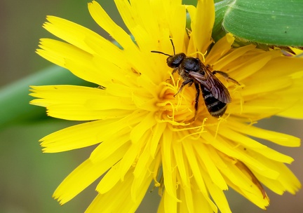 Chelostoma florisomne-1