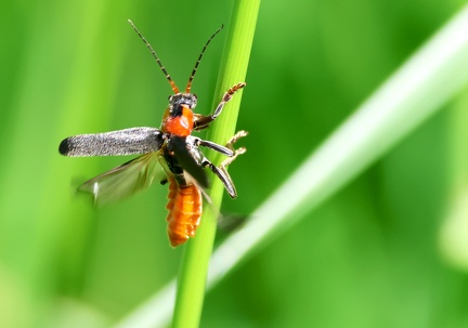 Cantharis fusca