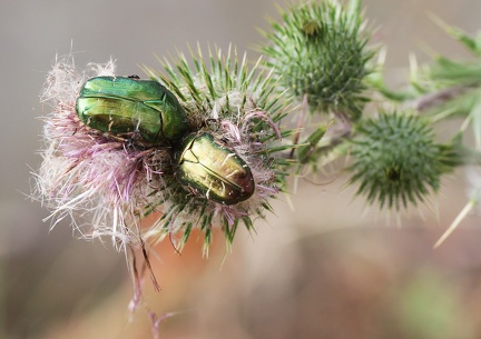 Cetonia aurata