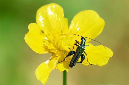 Oedemera nobilis