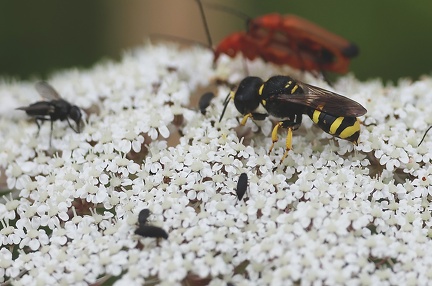 Ectemnius sp.