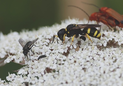 Ectemnius sp.-2