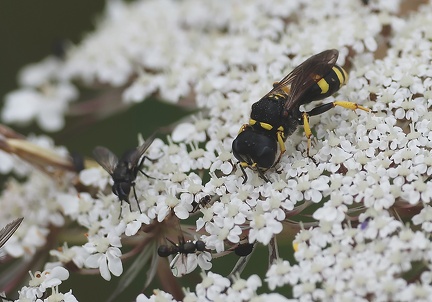 Ectemnius sp.-1