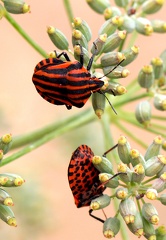 Graphosoma italicum 