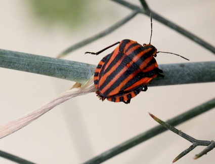 Graphosoma italicum 