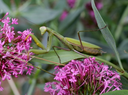 Mantis religiosa 