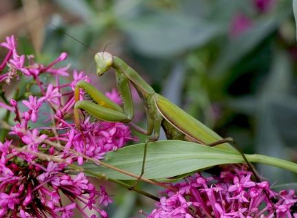 Mantis religiosa 