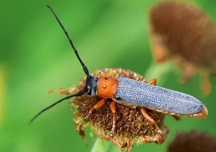 Oberea oculata