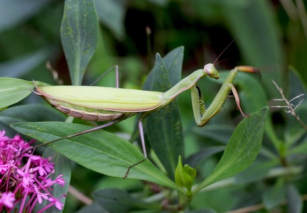 Mantis religiosa 