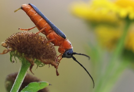 Oberea oculata-1