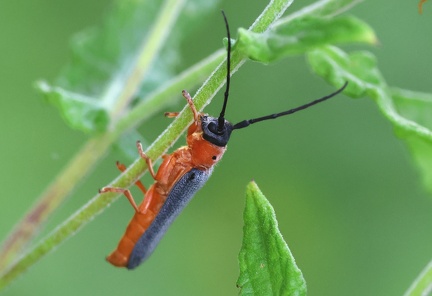 Oberea oculata-2