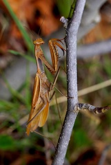 Mantis religiosa 