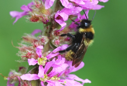 Bombus campestris-2