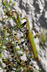 Mantis religiosa 