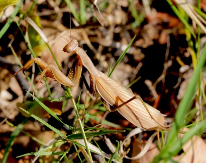 Mantis religiosa 