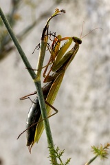 Mantis religiosa