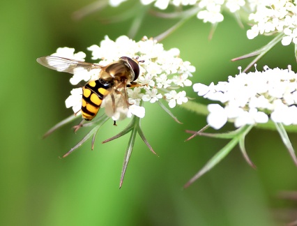 Eupeodes corollae-1