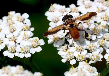 Trichopoda pictipennis