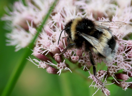 Bombus bohemicus