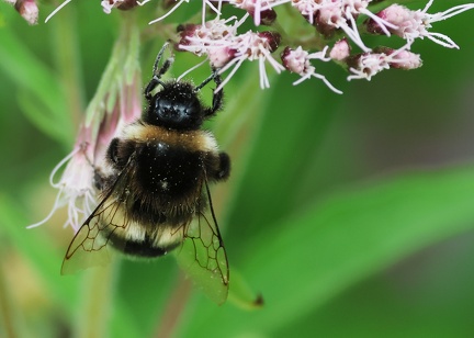 Bombus bohemicus-1