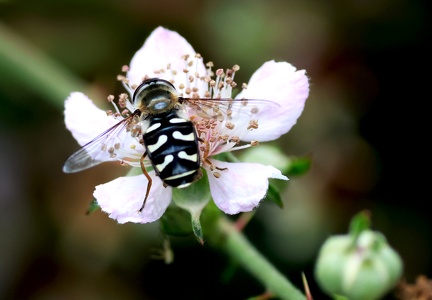 Scaeva pyrastri-1