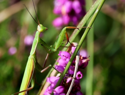 Mantis religiosa