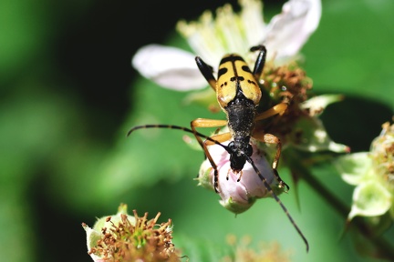 Rutpela maculata-4