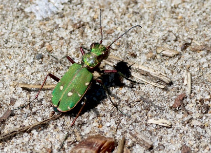 Calopteryx virgo-1