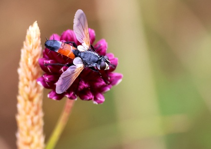 Cylindromya pilipes