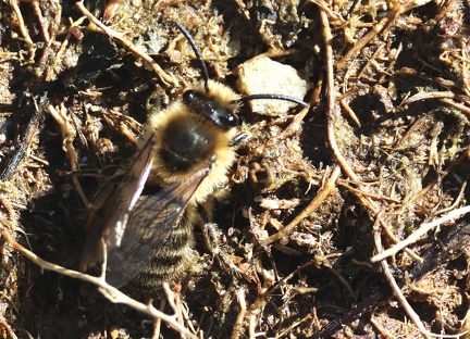 Colletes cunicularius