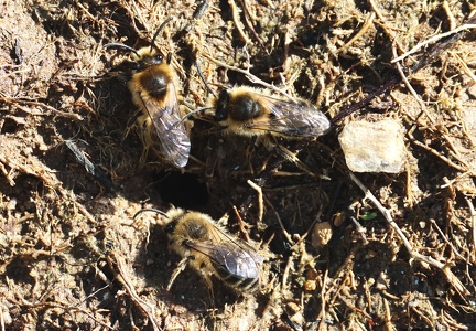 Colletes cunicularius-1