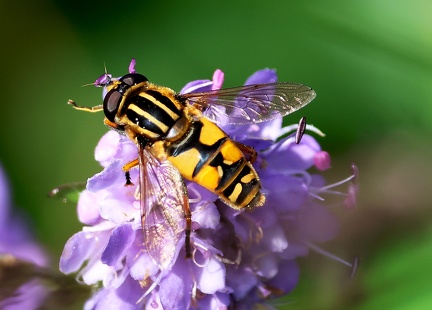 Helophilus pendulus
