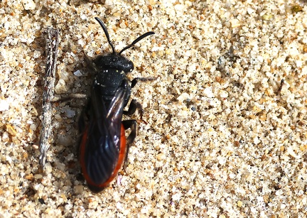 Sphecodes albilabris