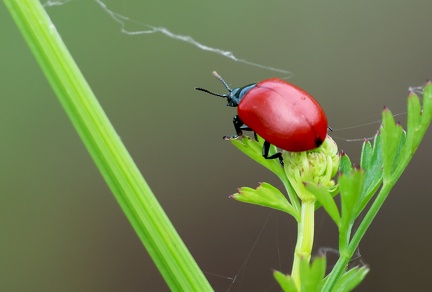  Chrysomela populi