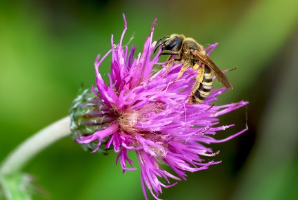 halictus sp.