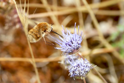 Bombylius major