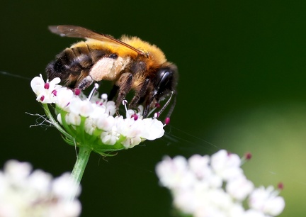 Andrena nitida-3