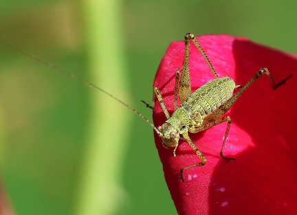 Leptophyes punctatissima