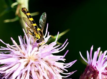 Sphaerophoria scripta-6