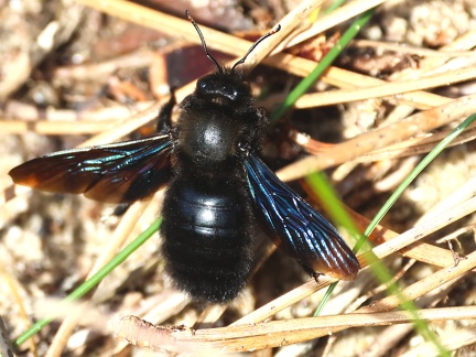 Xylocopa violacea