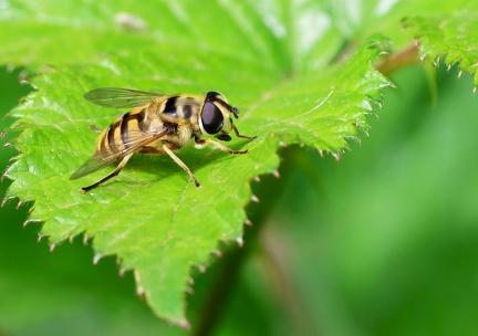 Myathropa florea-2