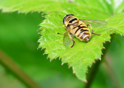 Myathropa florea-3