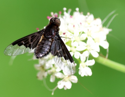 Hemipenthes morio