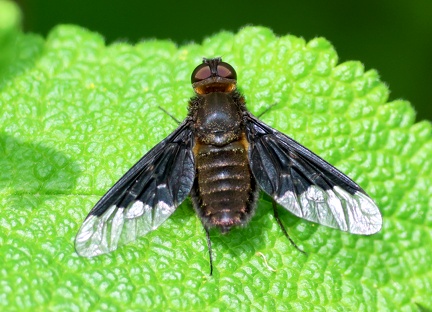 Hemipenthes morio