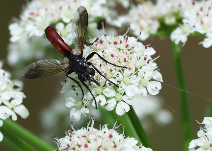 Cylindromyia bicolor